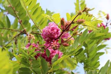 Pembe çiçekli akasya (Robinia viscosa) yazın bahçede çiçek açar