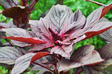 Amaranth yazın bahçede yetişir.