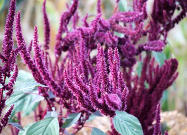 Amaranth yazın bahçede yetişir.