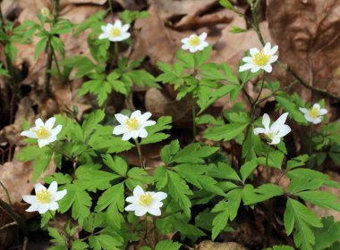 Ormanın vahşi yaşamında erken bahar çiçekleri. İlkbahar bitkisi Anemone nemorosa.