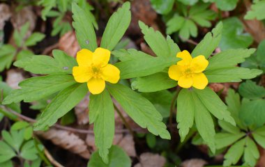 İlkbaharda vahşi ormanda anemon sarısı açar (Anemone ranunculoides).