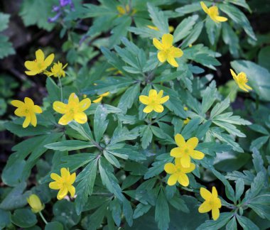 İlkbaharda vahşi ormanda anemon sarısı açar (Anemone ranunculoides).