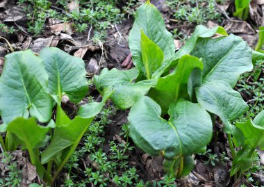 Bessera arumu (Arum besserianum) baharın başlarında ormanda yetişir..