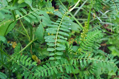 Astragalus cicer yabani otların arasında yetişir.