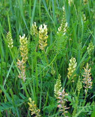 Astragalus cicer yabani otların arasında yetişir.