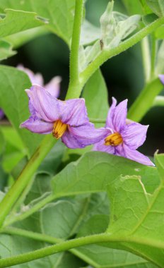 Açık arazide patlıcan çalısı açıyor.