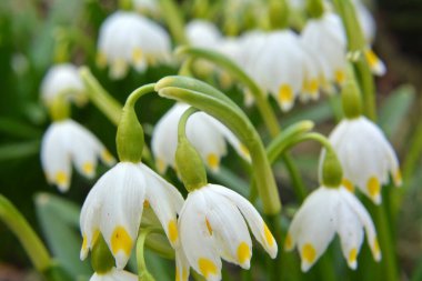 Baharda, Leucojum vernum vahşi doğada açar.