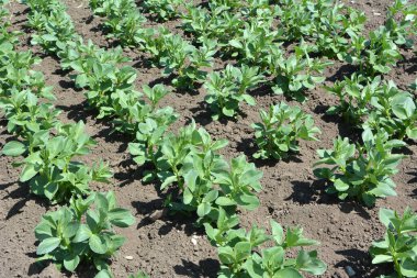 Baharda, genç At Fasulyesi (Vicia Faba) bir tarlada yetişir.