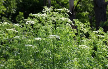 Zehirli bitki Conium maculatum vahşi doğada yetişir.