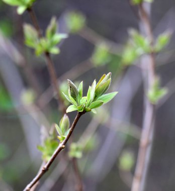 İlk bahar yapraklarla filizlenir.