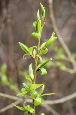 İlk bahar yapraklarla filizlenir.