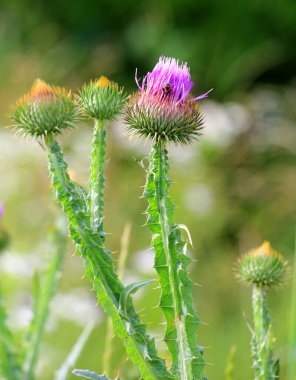 Uzun ve dikenli devedikeni (Onopordum acanthium) vahşi doğada yetişir.
