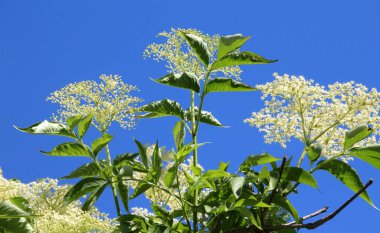 Siyah mürver (Sambucus nigra) baharda doğada çiçek açar