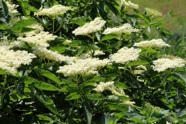 Black elderberry (Sambucus nigra) blooms in nature in spring