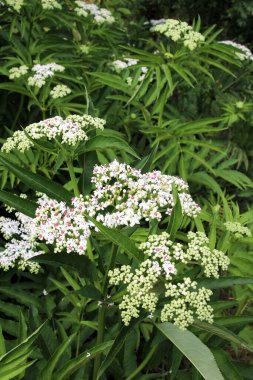 Vahşi doğada, yaşlı böğürtlen bitkisi (Sambucus ebulus) yazın açar.