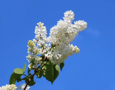 Mayıs 'ta, gardda leylak çiçek açar.
