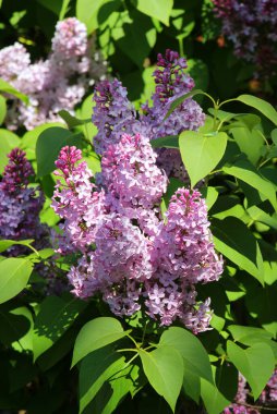 Mayıs 'ta, gardda leylak çiçek açar.
