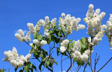 Mayıs 'ta, gardda leylak çiçek açar.