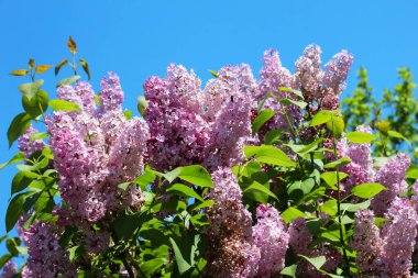 Mayıs 'ta, gardda leylak çiçek açar.