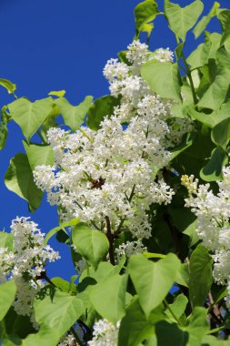 Mayıs 'ta, gardda leylak çiçek açar.