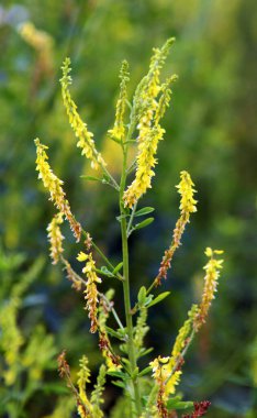 Melilot sarısı, tırtıklı melilot (Melilotus officinalis) yazın vahşi doğada açar.