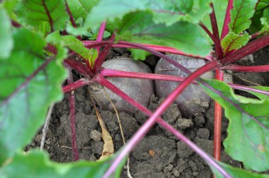 Red table beet grows in open organic soil