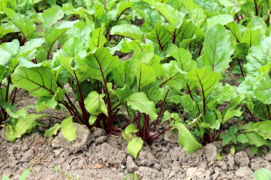 Red table beet grows in open organic soil