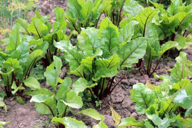 Red table beet grows in open organic soil