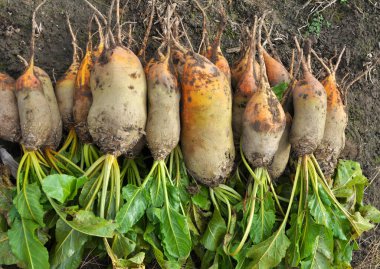 Tarlada, kazılmış bir yem pancarı yığını içinde yatıyor.