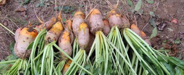 Tarlada, kazılmış bir yem pancarı yığını içinde yatıyor.