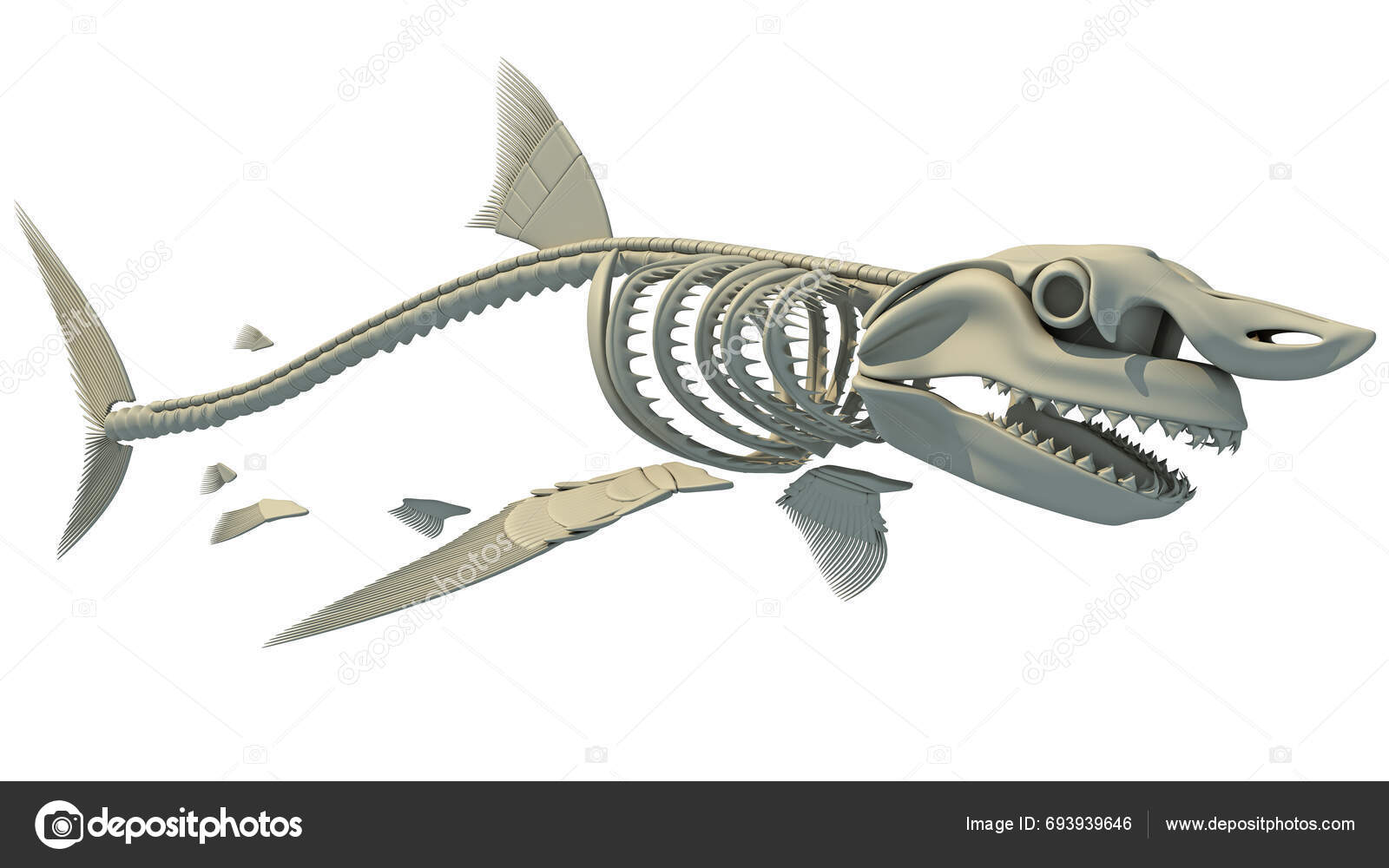 Real Jaws Carcharodon Megalodon Largest SharkArkivfotografi1146935243 |  Shutterstock, image size:1600x1000