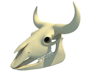 İnek Kafatası Şeffaf Anatomi 3D yorumlama modeli