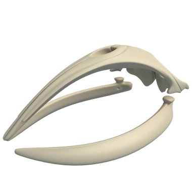 Sağ Balina Kafatası hayvan anatomisi. Beyaz arka planda 3D tasarım modeli.