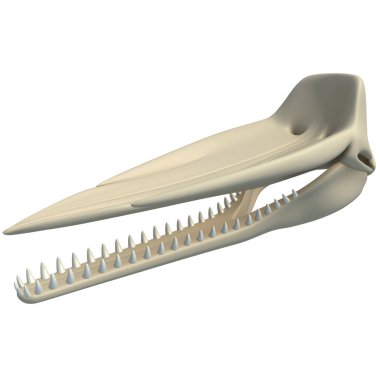 Sperm Balinası Kafatası hayvan anatomisi. Beyaz arka planda 3D modelleme.