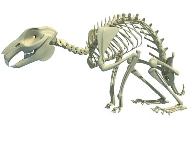 Tavşan İskeleti anatomisi. Beyaz arkaplanda 3D tasarım modeli.