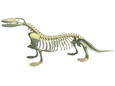 Komodo ejderha iskelet anatomisi 3D tasarım modeli