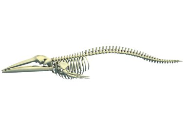 Fin Balina İskelet Anatomisi 3D Hazırlama Modeli