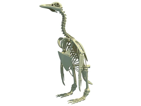 白底企鹅颅骨解剖3D绘制模型 — 图库照片