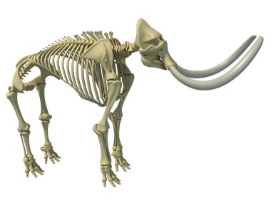 Mamut iskelet hayvan anatomisi 3D tasarım modeli