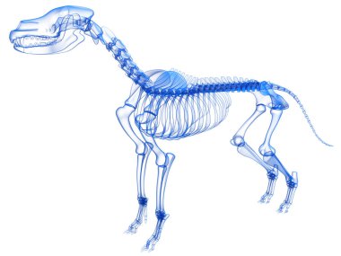 Köpek iskeleti anatomisi Şeffaf 3D biçimlendirme modeli