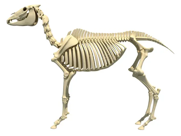 Άλογο Σκελετός Πλευρά Άποψη Μοντέλο Απόδοση Λευκό Φόντο — Φωτογραφία Αρχείου