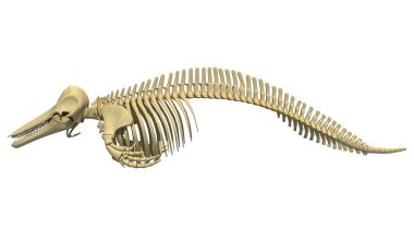 Katil Balina Orca İskelet 3D çizim modeli
