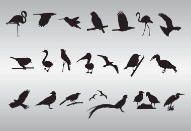 Serbest Vektör Kuş Siluetleri Koleksiyonu