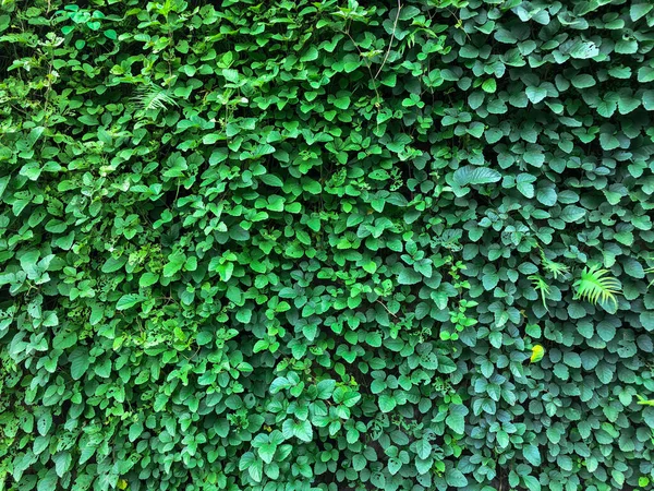 Πράσινος Κισσός Αφήνει Φόντο Στον Τοίχο Φυτά Φυσικής Υφής Φυτό — Φωτογραφία Αρχείου