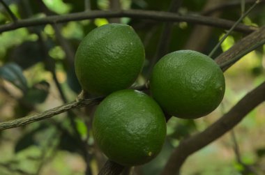 Endonezya 'da yağmurdan sonra ağaçta yeşil limon