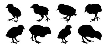 Siluet tasarımını kontrol et. Siyah basit tavuk resimleme seti