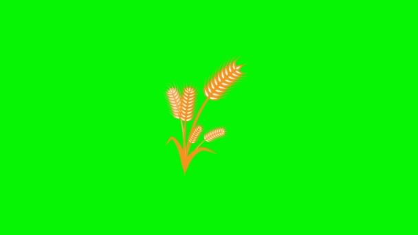 小麦アニメーションモーショングラフィックコンセプト グリーンとホワイトスクリーンの背景 — ストック動画