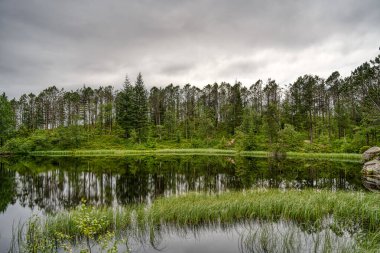Trondheim, Norveç - Ağustos 2022: Bulutlu havada yeşil orman ve göl