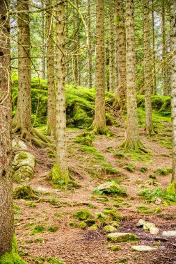 Trondheim, Norveç - Ağustos 2022: Bulutlu havada yeşil orman