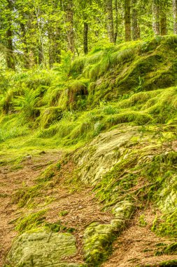 Trondheim, Norveç - Ağustos 2022: Bulutlu havada yeşil orman